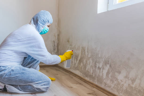 Licensed Mold Inspection service in Mayer, MN - WQB Mold Removal